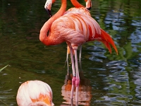 33645RoCrLe - Zoo photography trip with Don - Ty - Pink Flamingos.JPG